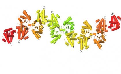 Hypothetical structural model of the assembly of TIR domains during signalling, from the SNC1 immunity receptor found in Arapidopsis plants. Individual subunits are shown in different colours, with β-strands shown as arrows and α-helices shown as cylinders.  Image: Bostjan Kobe.
